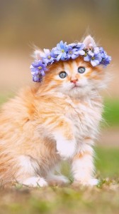 Create meme: cute kitties, beautiful kitties, beautiful cats