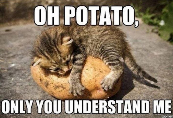 Создать мем: кот юмор, картошка животные, кот