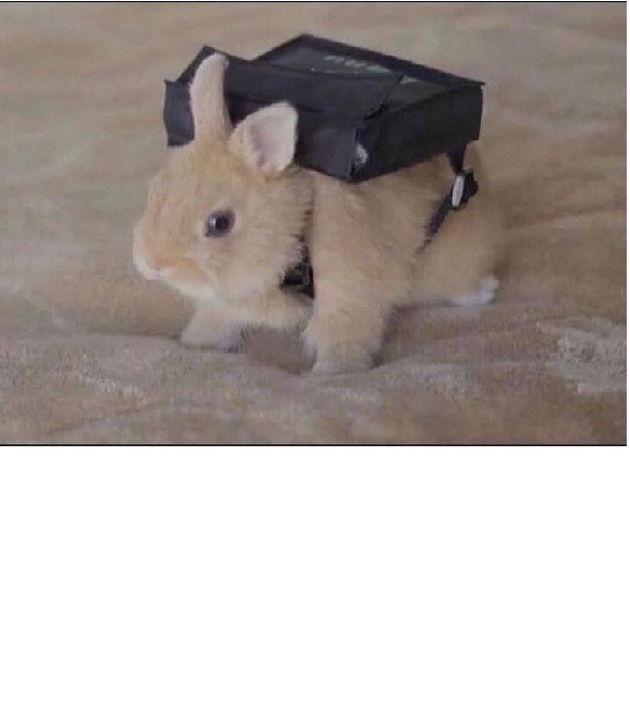 Create meme: cute rabbits, animals funny, funny animals 