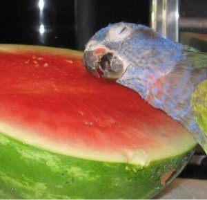 Create meme: bird funny, ripe watermelon, parrot