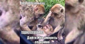 Create meme: the picture another customer let me die in peace, let me die in peace monkey, the picture with the monkeys let me die in peace