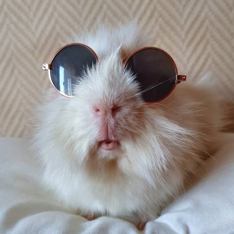 Создать мем: очки кролик, крутой кролик