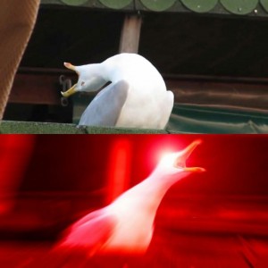 Создать мем: мем с чайкой глубокий вдох, кричащая чайка, орущая чайка мем