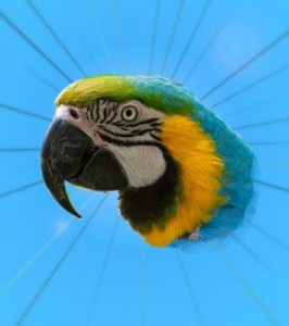 Create meme: birds, parrot, parrot