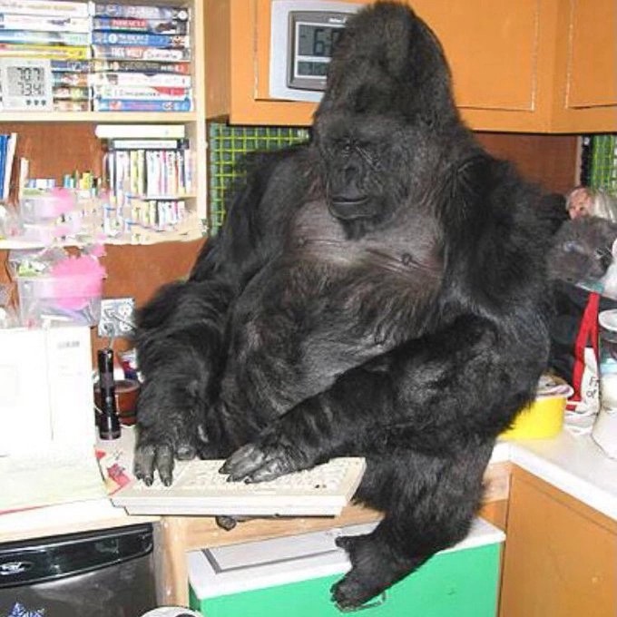 Create meme: the gorilla Koko, smart the gorilla Koko, gorilla 