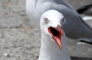 Создать мем: мем с чайкой новая рука коснулась знака, seagull, gull