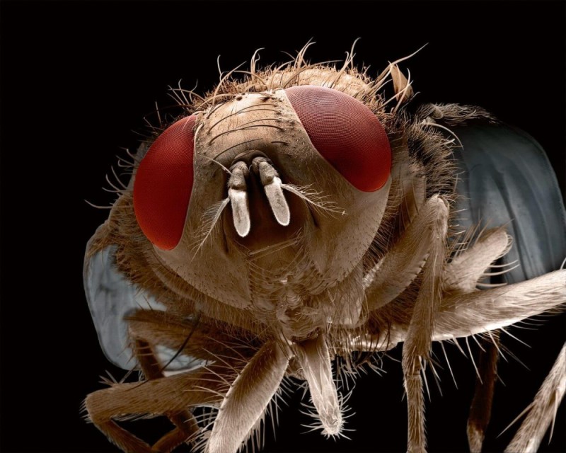 Create meme: volgograd midge under the microscope, fly , insects under the microscope