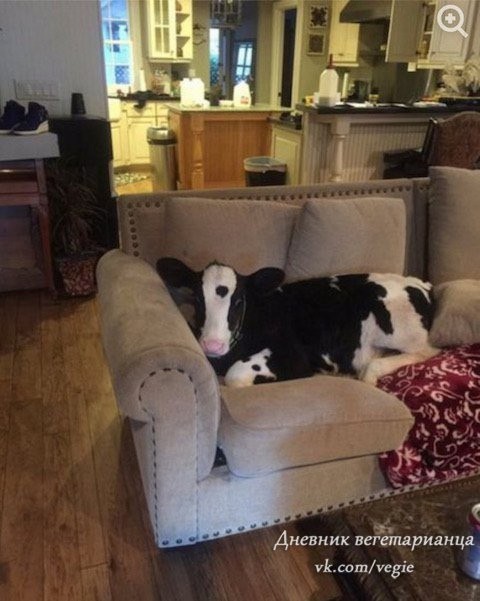 Create meme: dog cow, dog funny, cow at home