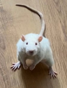 Создать мем: крыса и мышь, крысы белые декоративные, sprague dawley крысы