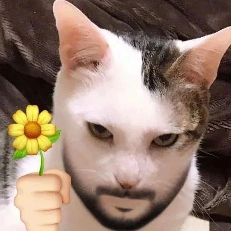 Create meme: The cat with cheeks, channel cute cat Denis, the cat is carbon monoxide
