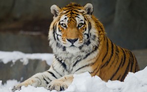 Create meme: the Amur (Ussuri) tiger, tiger, Siberian tiger