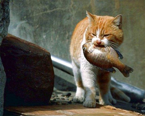Создать мем &amp;amp;quot;Кот с рыбой (Кот с рыбой, кошка и кот, кот ест)&amp;amp;quot; - Картинки -  Meme-arsenal.com