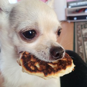 Create meme: Chihuahua cute, evil Chihuahua, breed Chihuahua