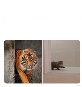Create meme: tiger face, tiger large, tiger