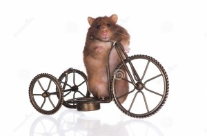 Создать мем: rat, hamster, хомяк на велосипеде