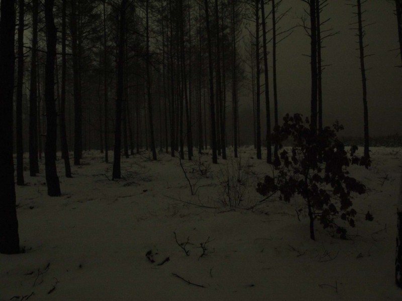 Создать мем: ночью в лесу, темный мрачный лес, темный лес