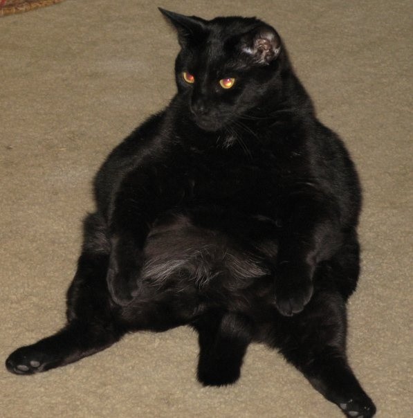 Create meme: black cat , bombay cat, black fat cat