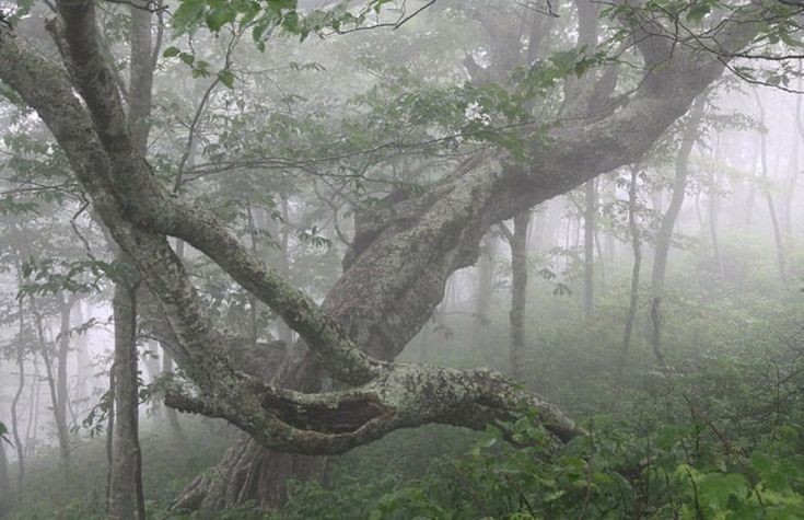 Создать мем: природа туман, дерево природа, старое дерево