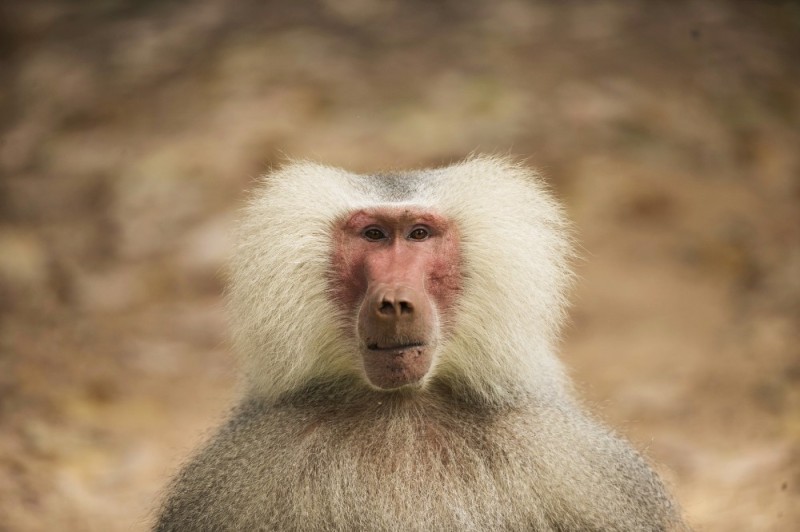 Create meme: baboon Hamadryad, female baboon, hamadryad male