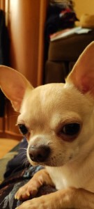Create meme: sad Chihuahua, Chihuahua dog, breed Chihuahua