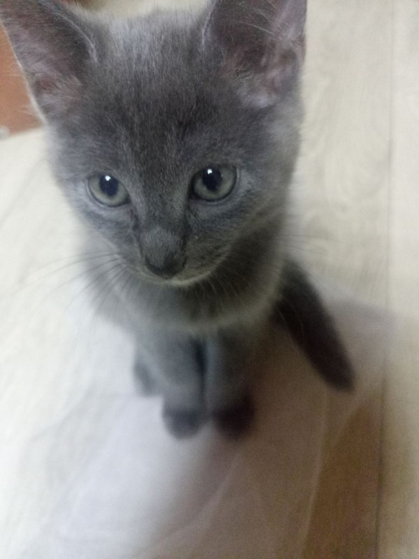 Создать мем: дымчатая кошка, серый котенок, русская голубая кошка