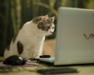 Создать мем: котик за компьютером, кот, котик за ноутбуком