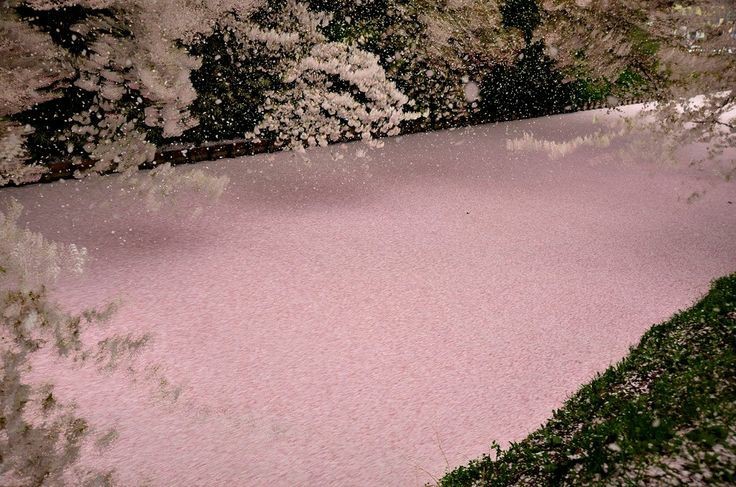 Create meme: cherry blossom, sakura in spring, sakura petals