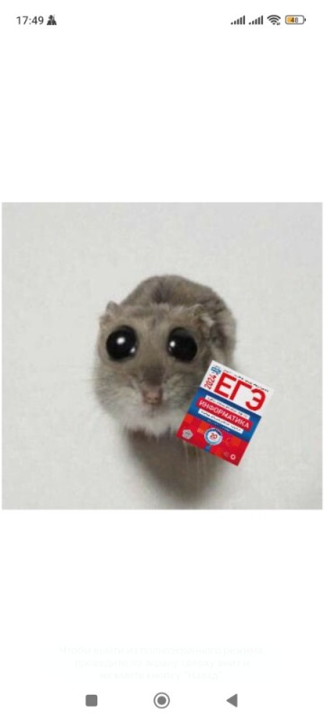 Create meme: funny hamsters, animals cute, memes animals