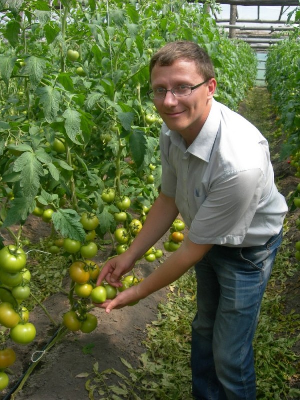 Создать мем: растение, советы агронома по выращиванию помидоров в теплице, сорт томатов