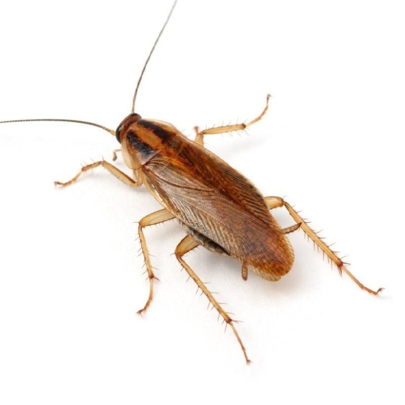Create meme: red cockroach prusak, prusak beetle, the cockroach home