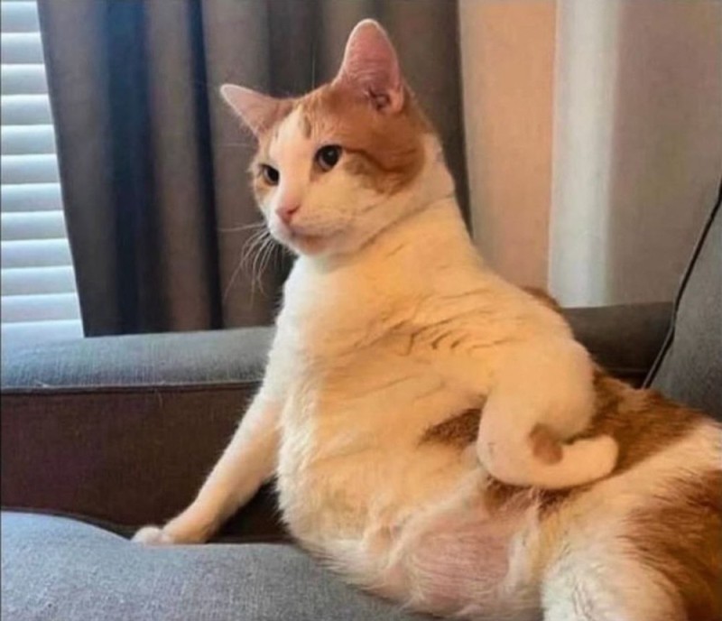 Create meme: cat , cat , fat cat