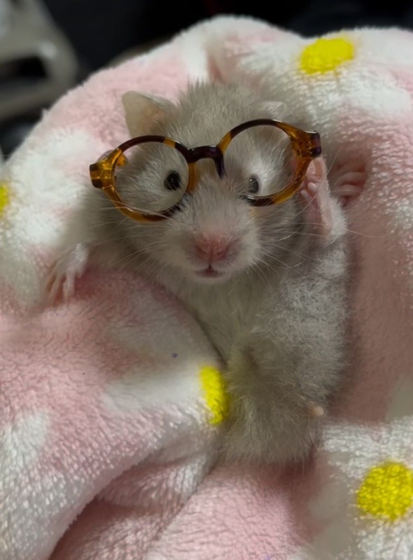 Create meme: A hamster with glasses, hamster , mouse with glasses