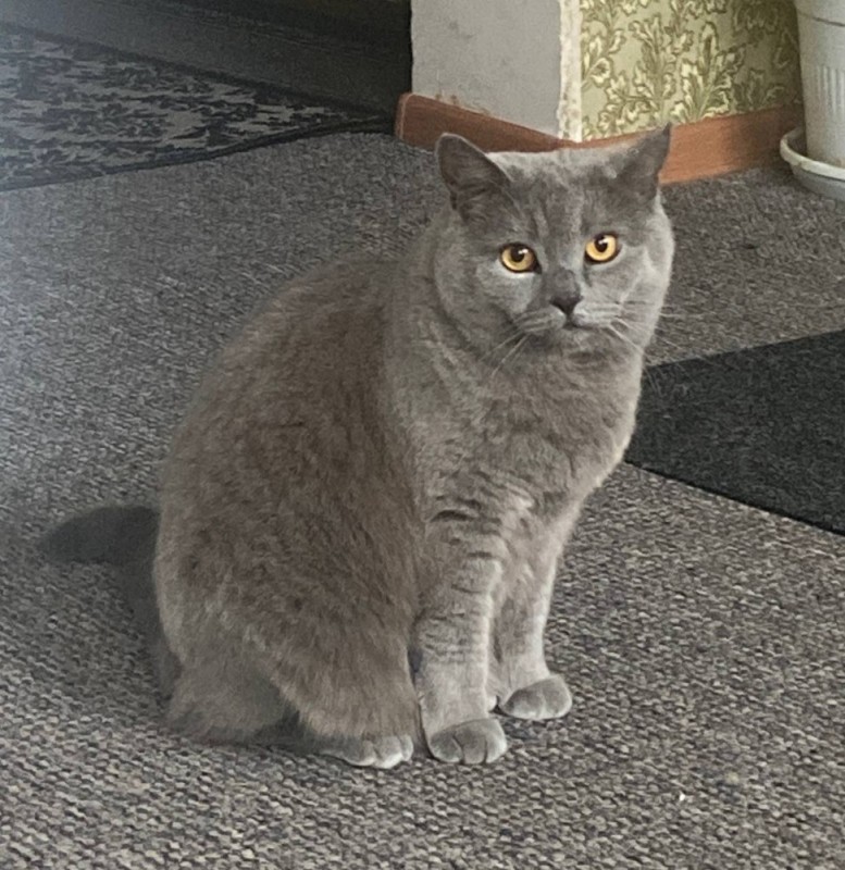 Создать мем: британская короткошёрстная кошка, порода британская, британский кот серый