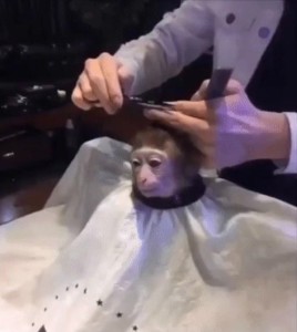Create meme: the monkey is getting a haircut, a monkey gets a haircut in a barber shop, the monkey is being sheared