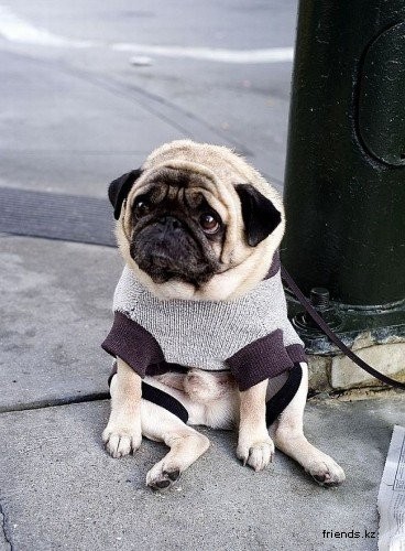 Create meme: sad pug , Sad pug, pug 