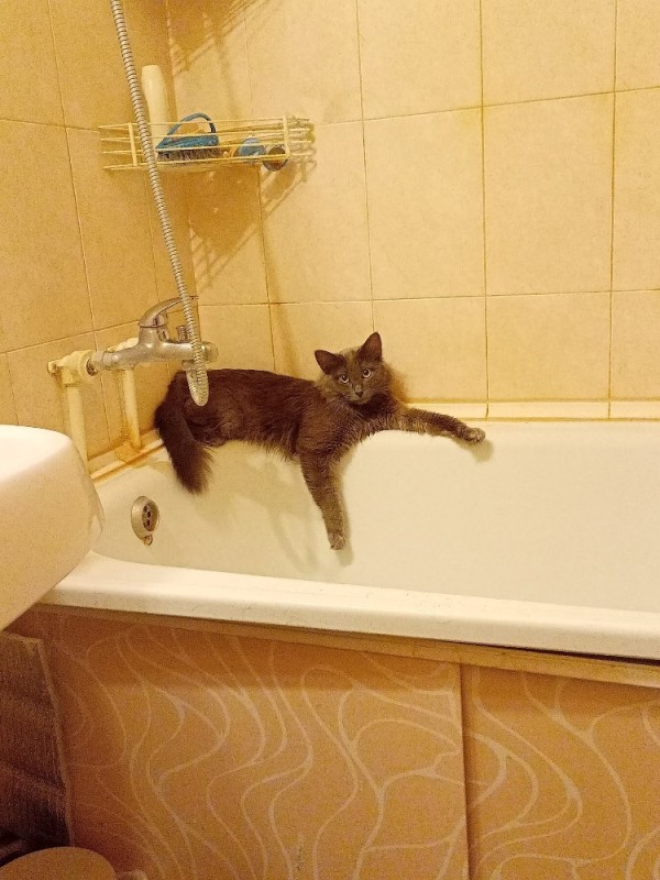 Create meme: the cat in the bathroom, cat in the bathroom, scared cat in the bathroom