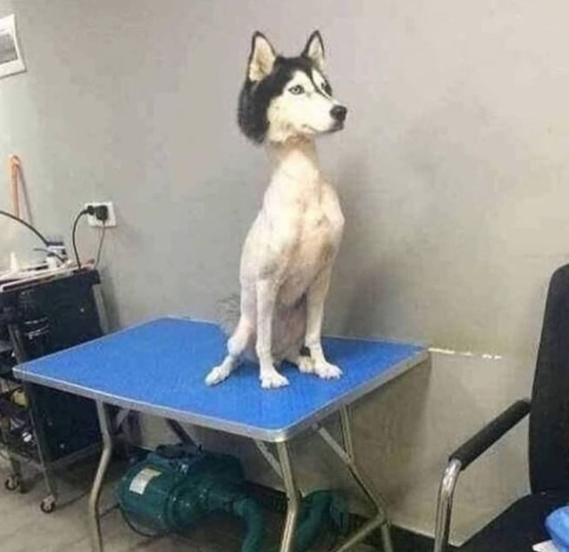 Create meme: never cut a husky, trimmed husky, shorn husky