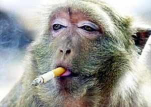 Create meme: the monkey smokes, a monkey with a cigarette, Smoking monkey