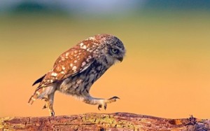 Create meme: texture birds, birds texture, little owl