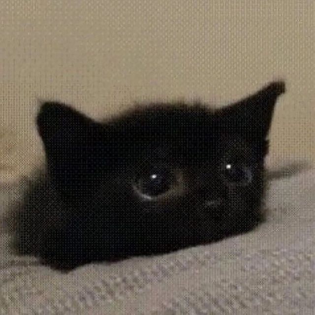 Create meme: the kitten is black, black cat , black cat 