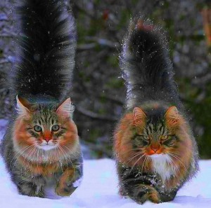 Create meme: cat Siberian, animals cats, cat