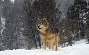 Создать мем: волк на снегу, зима волк, волк зимой