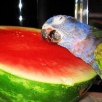 Create meme: parrot, meme watermelon parrot, watermelon