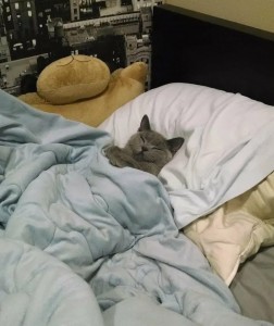 Create meme: the cat is sleeping under the blanket, cat, the cat sleeps under the covers