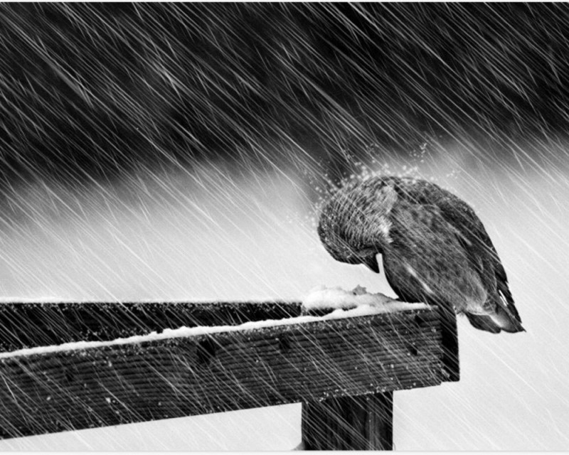 Create meme: sparrow in the rain, bird in the rain, sadness sadness longing