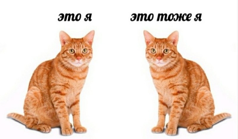 Create meme: It's me, it's me too, I'm a meme cat, cat red , cat 