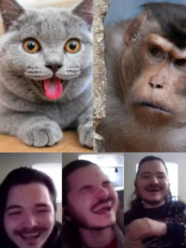 Создать мем: мемный котик, котики смешные, самые смешные котики