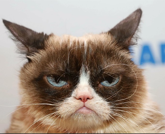 Create meme: cat , unhappy cats, the most Snuffy cat ever