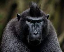 Создать мем: черная обезьяна, обезьяна оглядывается, обезьяна морда