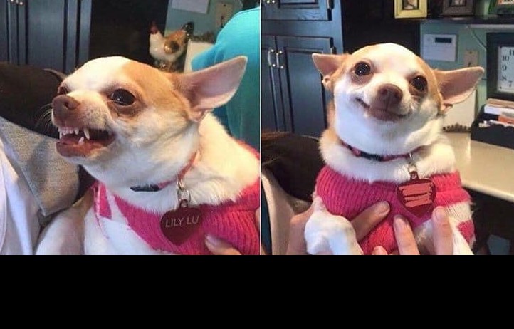 Create meme: funny Chihuahua, Chihuahua meme, evil Chihuahua 